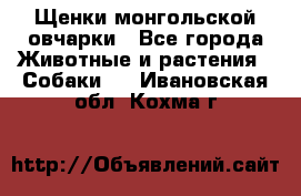 Щенки монгольской овчарки - Все города Животные и растения » Собаки   . Ивановская обл.,Кохма г.